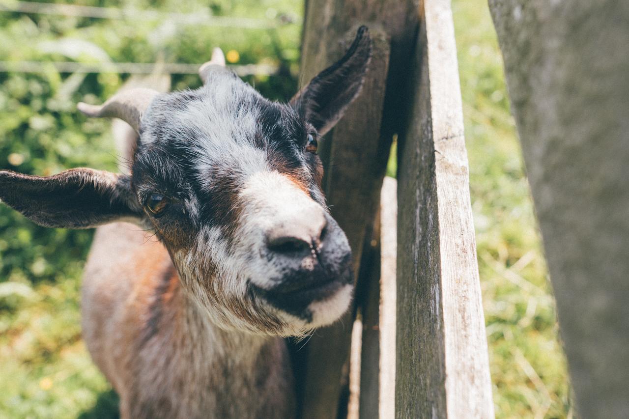 Ferienwohnungen Schwabhof Kleinarl Zewnętrze zdjęcie